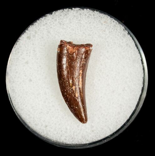 Dromaeosaur (Raptor) Tooth From Morocco #5062